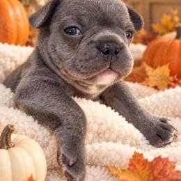 Hattie - Blue fawn female French Bulldog puppy in Gastonia, North Carolina from BZB Frenchies, Griffs & Long hair Chihuahuas