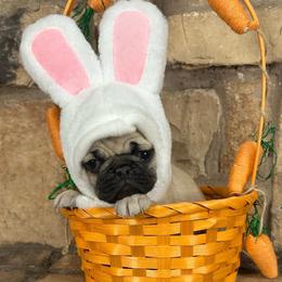 Pink collar - Fawn female Pug puppy in Tucson, Arizona from Furever Friends