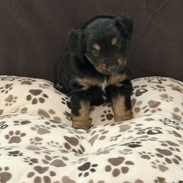 Raven - Black tri female Miniature Australian Shepherd puppy in Apache Junction, Arizona from Circle T Mini Aussies