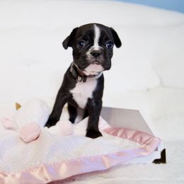 French Bulldog Puppies from FrenchieBnB