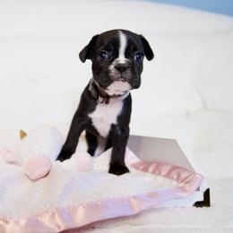 French Bulldog Puppies from FrenchieBnB
