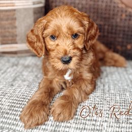 Otis Redding - Black male Australian Labradoodle puppy in Decatur, Alabama from Southern Meadows Doodles