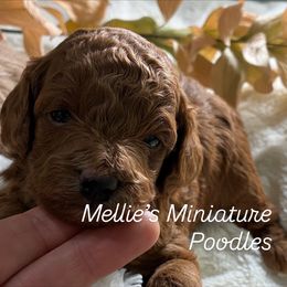 Cedar - Red  male Poodle puppy in Rochester, New York from Mellies Miniature Poodles