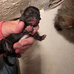 Boy dark brindle - Brindle male Shih Tzu puppy in Missouri from Farm Animal Mommy Shih tzu's Michalek Dog Breeder