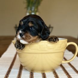 Leo - (Tri Colored male) - Tri-color male Cavapoo puppy in Coal City, Indiana from Wednesday & Co