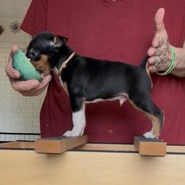 Moon - Black tan and white male Rat Terrier puppy in Varnville, South Carolina from DF's Unlimited Ruff