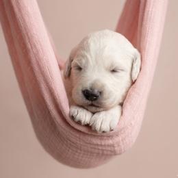 Pinkie - Cream female Goldendoodle puppy in Clifton, Arizona from Denim & Doodles