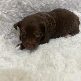 Laguna - Red tri female Miniature Australian Shepherd puppy in Roseville, California from Golden State Mini Aussies