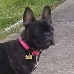 Stella - French Bulldog