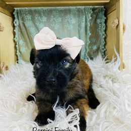 Soft Coated Wheaten Terrier Puppies from Wonderful Wheatens