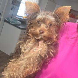 Mozzarella - Chocolate, tan and white female Yorkshire Terrier puppy in Lakeland, Florida from You Me & The Yorkies