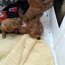 Poodle puppies from Diane Hawkins