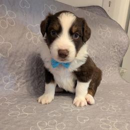 Manchego - Red tri-color male Australian Shepherd puppy in Pamplin, Virginia from Hope & Joy Acres