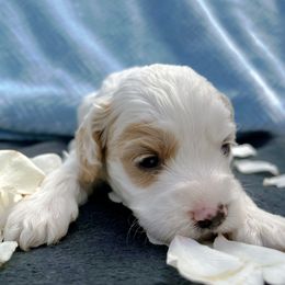 Cockapoo and Pomeranian Puppies from Luna Kennel