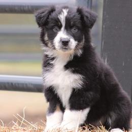 Soul - Black tri-color female Australian Shepherd puppy in Springville, Alabama from Cross Creek Aussies