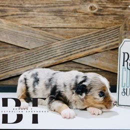Miniature Australian Shepherd puppies from Broken T Australian Shepherds