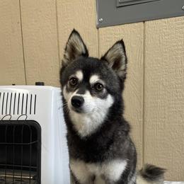 Bug - Alaskan Klee Kai