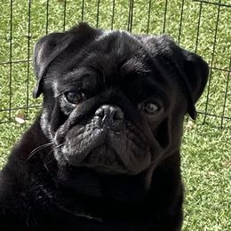 Cuba - Pug