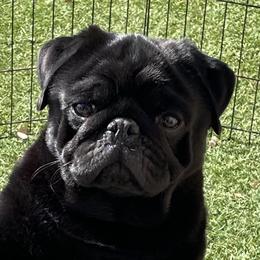 Cuba - Pug