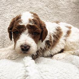 Valentino - Parti male Goldendoodle puppy in Temecula, California from Country Hills Doodles