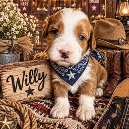 Willy - Red  male Goldendoodle puppy in Ozark, Missouri from Halo Doodles