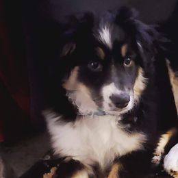 Miniature Australian Shepherds from Wheeler's Wiggle Bottoms