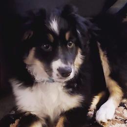 Miniature Australian Shepherds from Wheeler's Wiggle Bottoms