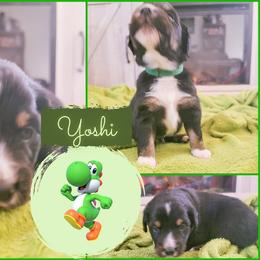 Miniature Australian Shepherd Puppies from Wonderland Aussies