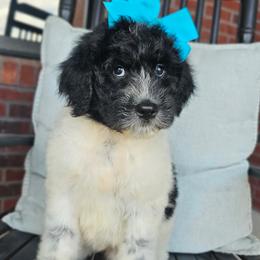Beacker - female Newfypoo puppy in Hardin, Kentucky from Bluegrass Newfypoos