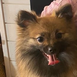 Sunny - Pomeranian