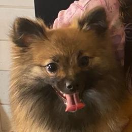 Sunny - Pomeranian
