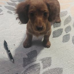 Dachshund Puppies from Krazy Acre Farm