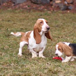 Dottie - Basset Hound