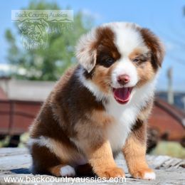 RMM-3 - Red merle male Miniature American Shepherd puppy in Baker City, Oregon from Back Country Aussies