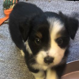 Boy 3 - Miniature Australian Shepherd puppy in Corydon, Indiana from Arbuckle’s Lookin Good Aussies (LGA)