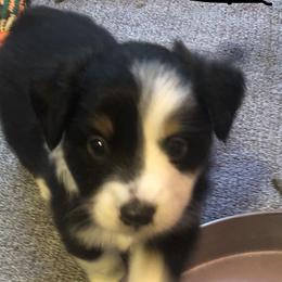 Boy 3 - Miniature Australian Shepherd puppy in Corydon, Indiana from Arbuckle’s Lookin Good Aussies (LGA)