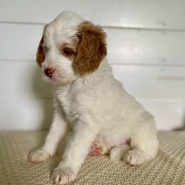 Freddie - Parti male Goldendoodle puppy in Stanford, Kentucky from Holloway Goldendoodles