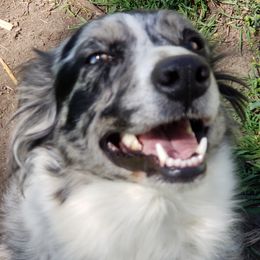 Bonnie - Australian Shepherd