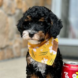 Tulip💐, Girl - Phantom Poodle puppy in Elk Ridge, Utah from Topnotchpoodles