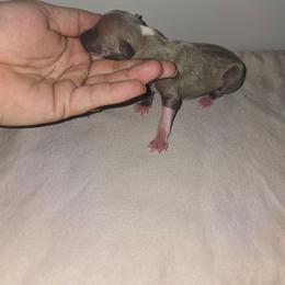 Blue fawn - Blue fawn female Italian Greyhound puppy in Frostproof, Florida from Quality Italian Greyhounds
