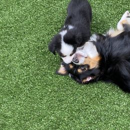 Miniature American Shepherd Puppies from Harbor View Mini American Shepherds
