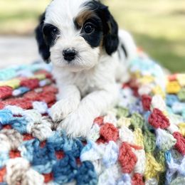Cavapoo, Cockapoo, Goldendoodle, and Poodle Puppies from Lipscomb Doodles