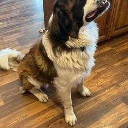 Capone - Saint Bernard