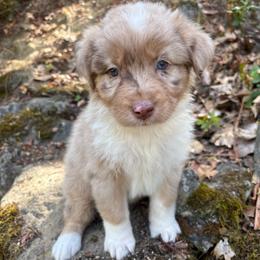 Bonnie - Red merle female Australian Shepherd puppy in Grants Pass, Oregon from Carmel Mountain Aussies