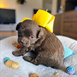 Daisy, Yellow girl - Brown female Shihpoo puppy in Delphos, Ohio from Route 66 Poodles & Doodles, Sapphire Shih-tzu's of Ohio