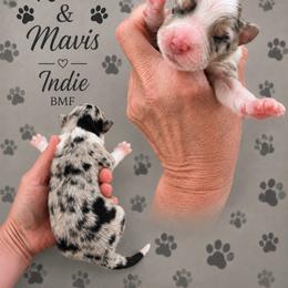 Indie - Blue merle female Australian Shepherd puppy in Magee, Mississippi from Paint ByNumbers Ranch