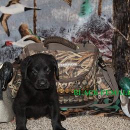 Labrador Retriever Puppies from Copper Creek Outfitters and Kennel