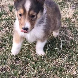 Collie Puppies from Rheign Collies