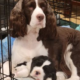 Havana - English Springer Spaniel