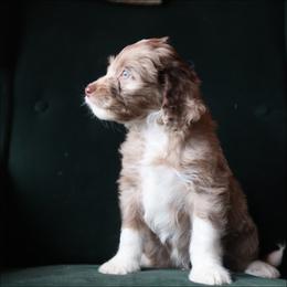 Jacob - Brown merle male Aussiedoodle puppy in Redding, California from Farmstead Doodles